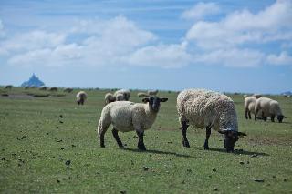 Гостиница Mouton Blanc