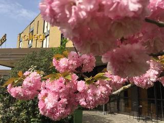 Гостиница I Ciliegi Hotel