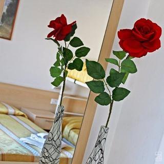 Гостиница New Primula