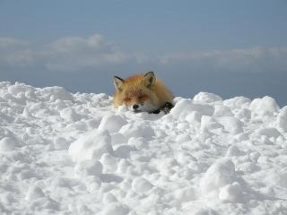 Гостиница Kyukamura Shikotsuko