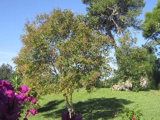 Гостиница Masseria Fabrizio