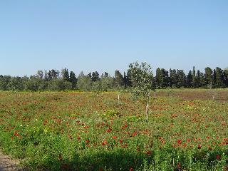 Гостиница Masseria Fabrizio