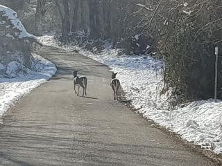 Гостиница Bio Agriturismo I Rondinelli