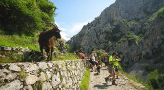 Гостиница Arcea Mirador de Cabrales