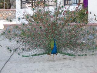 Hotel Ziakis