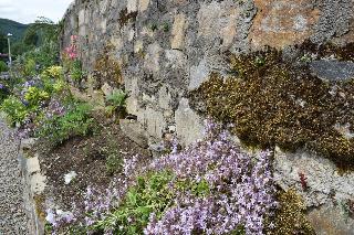 Hotel Craigmhor Lodge & Courtyard