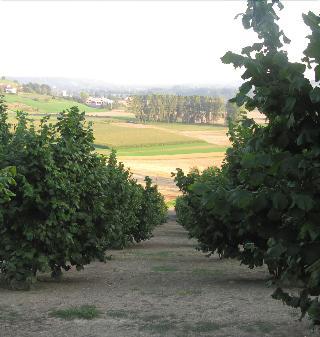 Гостиница La Locanda Del Nocciolo