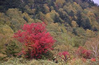 Гостиница Furano Shiyuirin