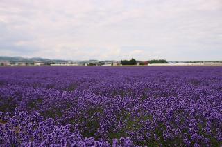 Гостиница Furano Shiyuirin