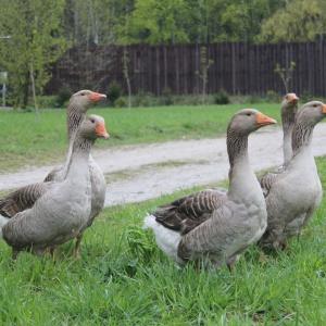 Гостиница Дом На Лесной Опушке