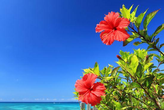 Гостиница Mr.KINJO Beach Side Kafu-shi