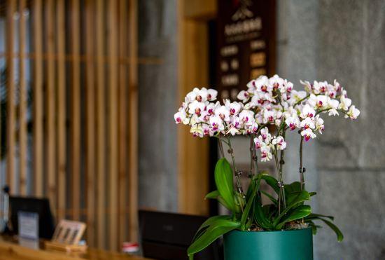 Hotel JIUJIU INN