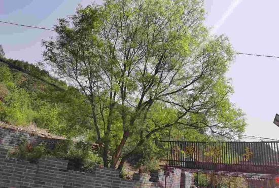 Гостиница Beijing Drunk Pavilion Inn