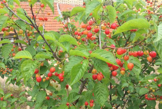 Hotel Qingdao Meilunxian Juzhu B&B (Lushan Scenic Area Branch)