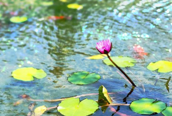 Гостиница Fanxing Garden Homestay (Foshan Shunde Happy Coast Plus)