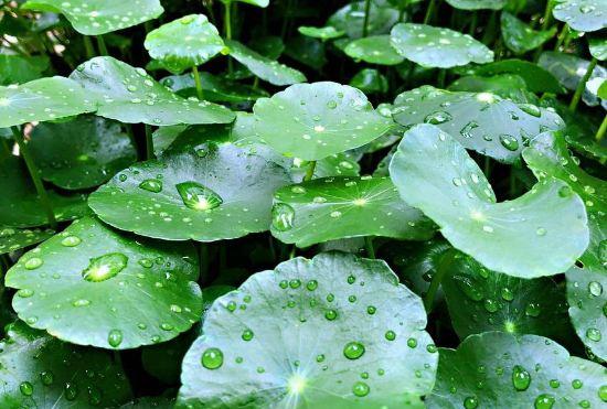 Гостиница Rooftop Flower Stream Ink B&B