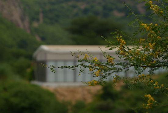 Гостиница Teela- the Glamping Resort, Jaipur