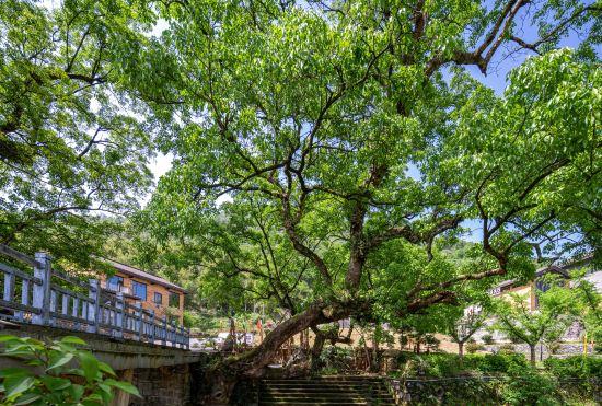 Zixing Dongjianghu Town Yunwushan Hotel