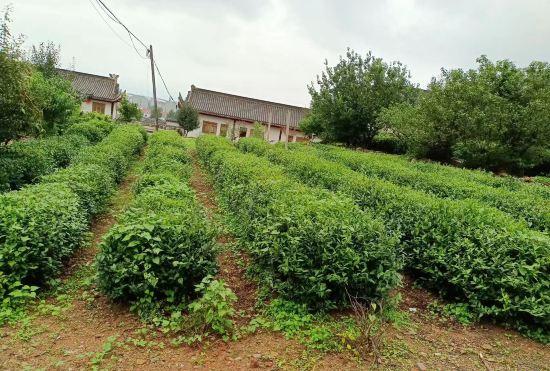 Гостиница Yunlixiang Homestay
