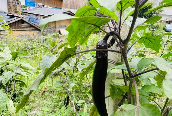 Гостиница Wenchuan Shili Qingshan Homestay