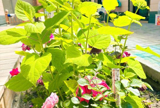 Гостиница Turks Jingyuan Homestay (Lijie Branch)