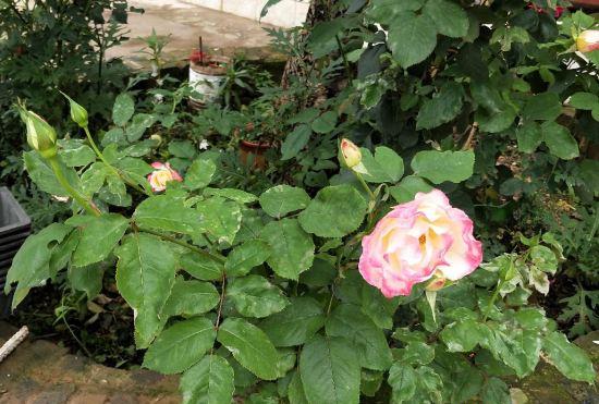 Гостиница Wuhu Rose Manor