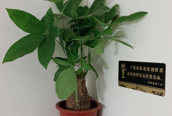 Гостиница Wencheng Azhu Homestay