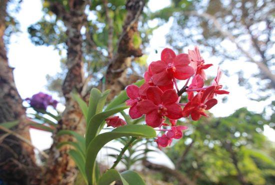 Гостиница Khao Hin Tang Resort