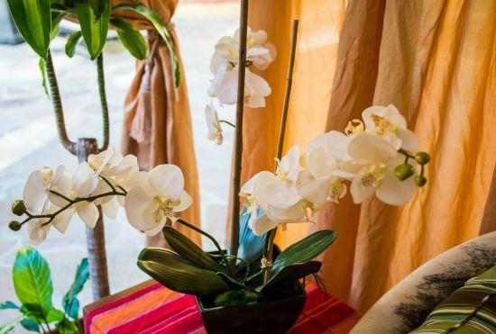 Hotel Tropicana Los Cabos, Tapestry Collection by Hilton