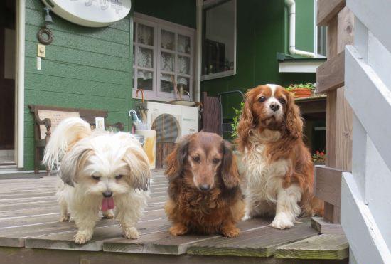 Гостиница Sundeck, an Inn Where You Can Stay with Your Pet