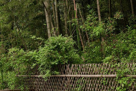 Hotel Listen to Jian · Moganshan Chun Mountain View B&B